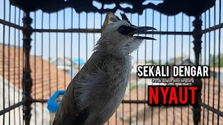 Download lagu trucukan gacor TARUNG ROPEL PANJANG pancingan trucukan agar bunyi jadikan burung trucuk gacor NYAUT mp3 Download lagu trucukan gacor TARUNG ROPEL PANJANG pancingan trucukan agar bunyi jadikan burung trucuk gacor NYAUT mp3