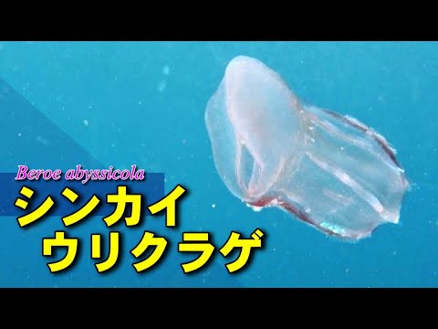 シンカイウリクラゲ