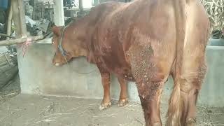 Download lagu Ciri-ciri sapi bunting jantan atau betina mp3