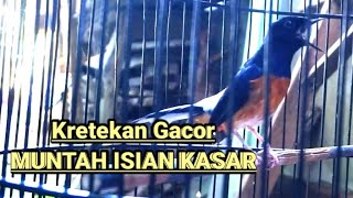 Download lagu Kretekan murai gacor emosi muntah isian kasar panjang auto ngamuk mp3