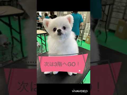 国際学科 神戸ブレーメン動物専門学校　学校紹介