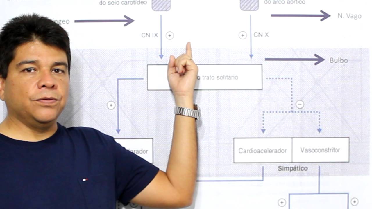 Controle de curto prazo da Pressão Arterial - Fisiologia Fácil