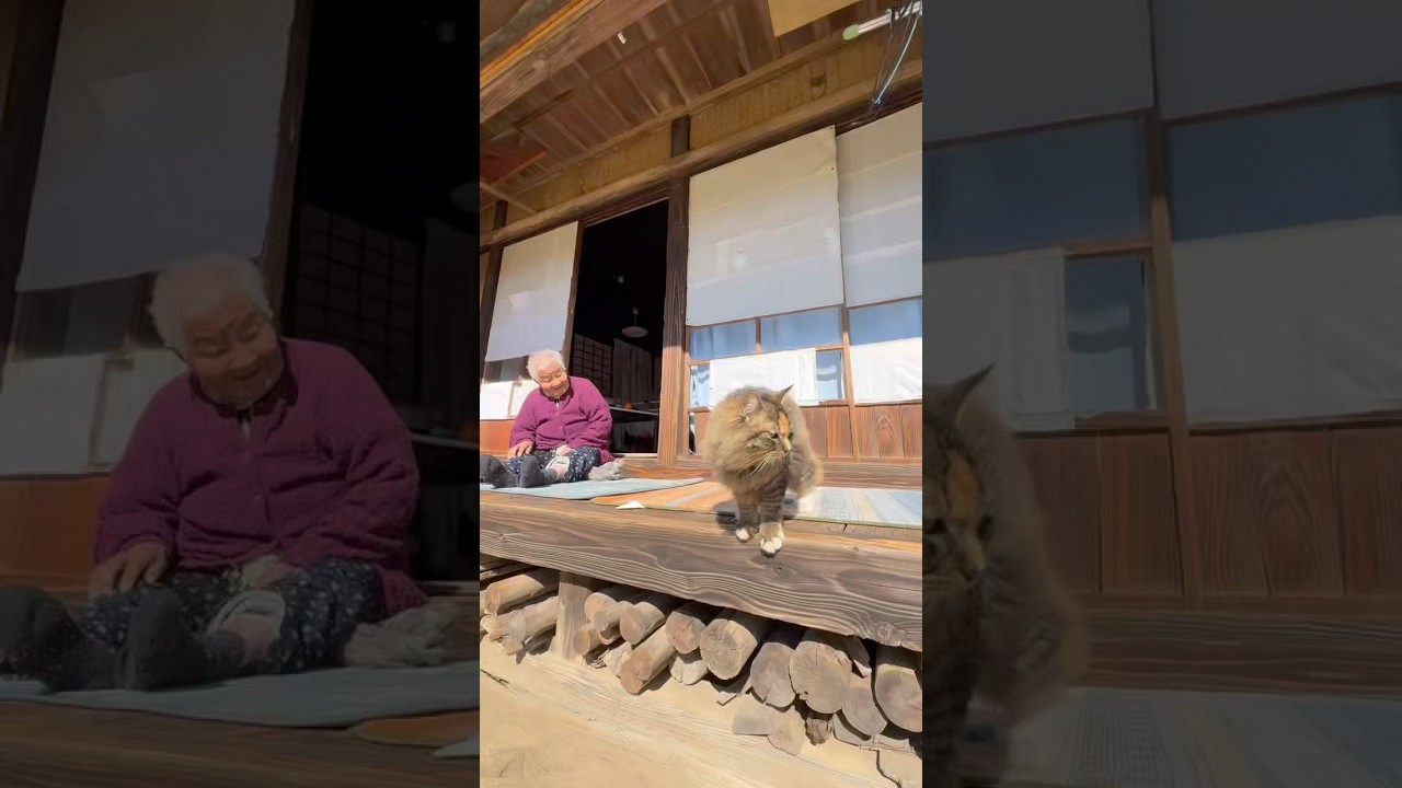 春の味覚を食す #おばあちゃんと猫 #shorts