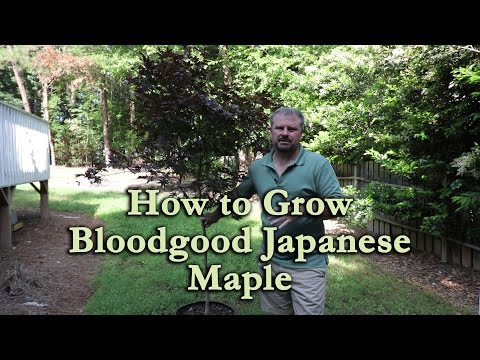 How to grow Bloodgood Japanese Maple with a detailed description