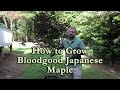 How to grow Bloodgood Japanese Maple with a detailed description