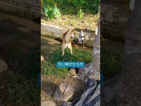 犬が鶏を攻撃するのを止めるにはどうすればよいですか？一緒に暮らすための重要なヒント  庭園