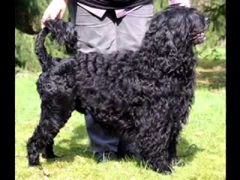 Portuguese Water dog picture gallery Video