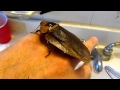 Giant Cockroach Blaberus Giganteus von
