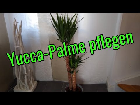 , title : 'Yucca Palme pflege gießen düngen vermehren schneiden umtopfen Standort Palmlilien'