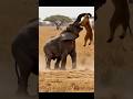 A Mother S Fury Elephant Strikes Back After Lion Targets Her Calf Shorts Elephantvslion