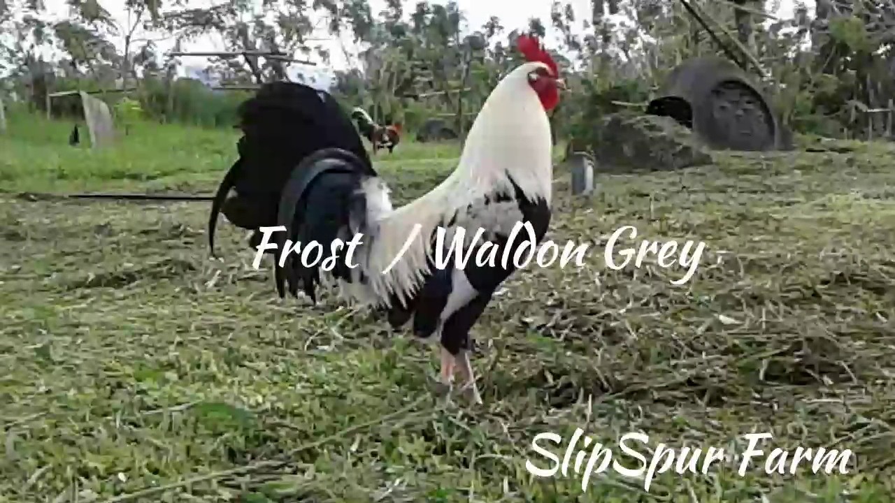 Frost / Waldon Grey cross