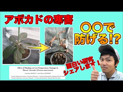 アボカドの木は霜を恐れますか?この植物を冬に適切に保つにはどうすればよいですか？寒さから守る4つのポイント  庭園