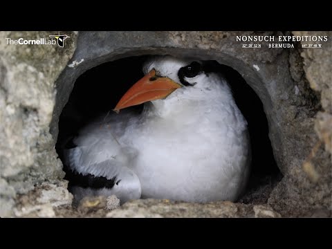 June 17 | Tropicbird Cam - Fathers Day Hero