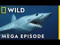 When Sharks Attack Season 8 Mega Episodes Compilation Nat Geo Wild