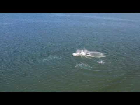 Whales wallow in Whidbey waters 