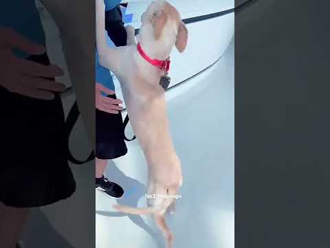 Story of grace/ The pet adopted by @fazza  ❤️❤️