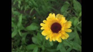 Rainbow Connection -- Kenny Loggins