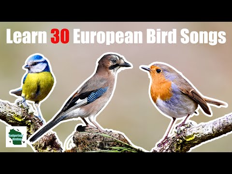 Learn 30 Common Garden Bird Songs and Calls (UK/Europe)