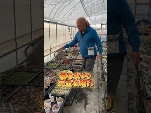 ディプラデニアにいつ水をやるのですか？文化、アドバイス、手法  庭園