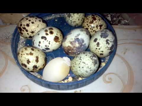 , title : 'تربية 20 سمانًة في المنزل واجمع 16 بيضة لذيذة - 家でウズラを20頭飼育し、おいしい卵を16個集める'