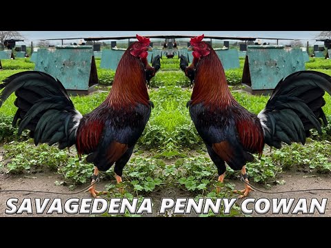 Yellow Leg Penny Cowan Asil Grey SAVAGEDENA FARM - Farm Visit USA