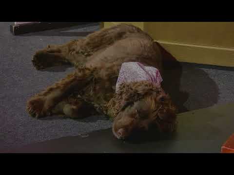 Musical Museum Live - Chris & Joanne Powell - July 2023