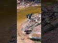 Border Collie Explore A River 1 Dog Video Shorts