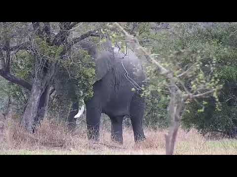 Djuma: Two Elephant bulls feeding - 16:08 - 09/17/21
