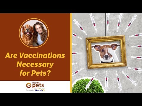 Dr. Becker: Are Vaccinations Necessary for Pets?