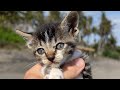 I Was At The Beach And Found A LOST Kitten