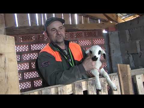 Rase ovaca:  Šta je virtemberg naspram sjeničke ovce?