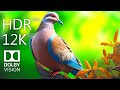 Pigeons In Dolby Vision Ultra HD Mesmerizing 8K HDR Pigeon Footage