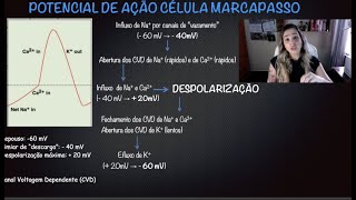 Eletricidade Cardíaca - Potencial de Ação