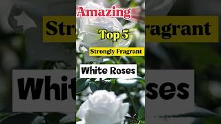 Top 5 Strongly Fragrant White Rose Varieties | Most Beautiful Strongly Scented Rose Varieties
