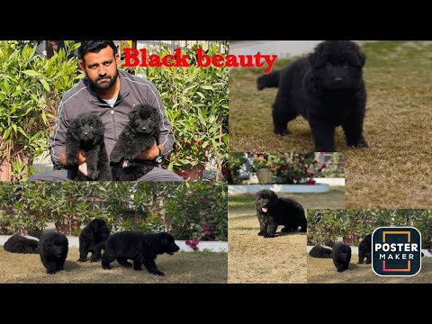 Black German from our Babar