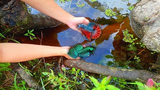 Download lagu Rejeki Nomplok.. Dapat Belut Babon Sekaligus Ikan Cupang Liar Super Cantik Di Sawah Dekat Rumah mp3