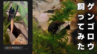 ※ゲンゴロウとメダカとエビを一緒に飼育してみた結果...