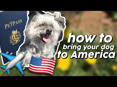 HOW TO BRING YOUR DOG TO AMERICA? TRAVEL DOCUMENTS NEEDED