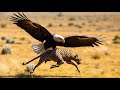 Bald Eagle Hunts Cheetah Ultimate Wildlife Encounter In 4K UHD AI Documentary 2025 Wildlife