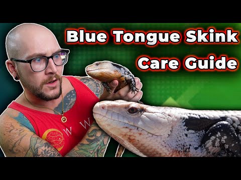 Blue Tongue Skink Care Guide 2024