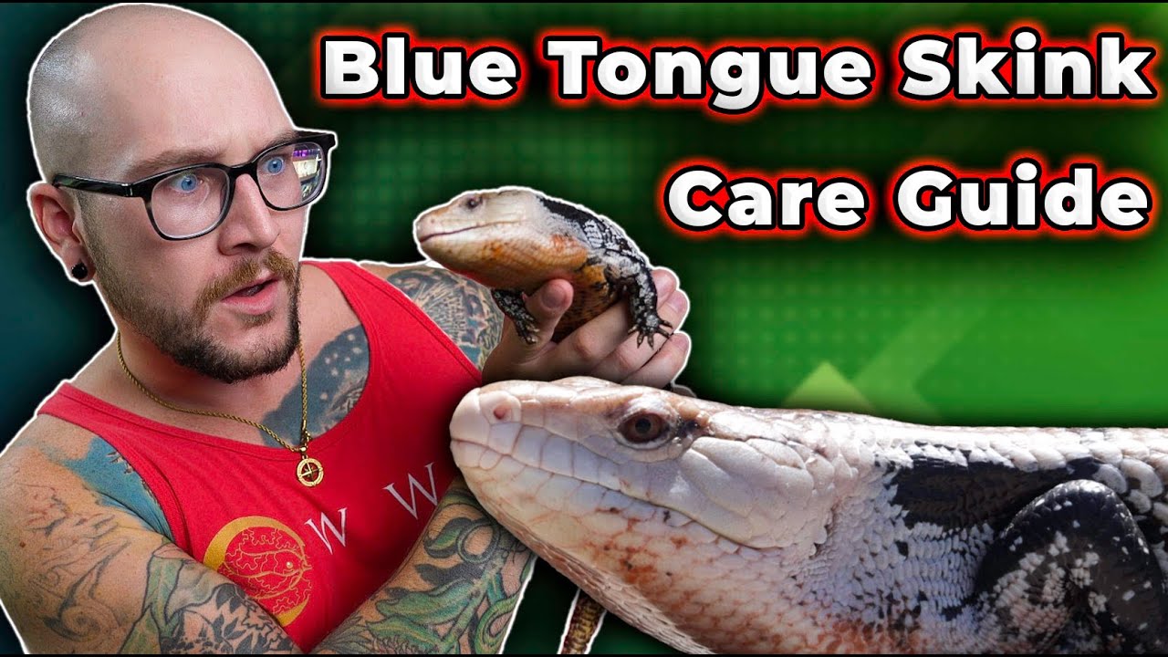 Blue Tongue Skink Care Guide 2024