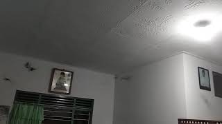 Masukfuzziblog Burung Sriti Masuk Rumah