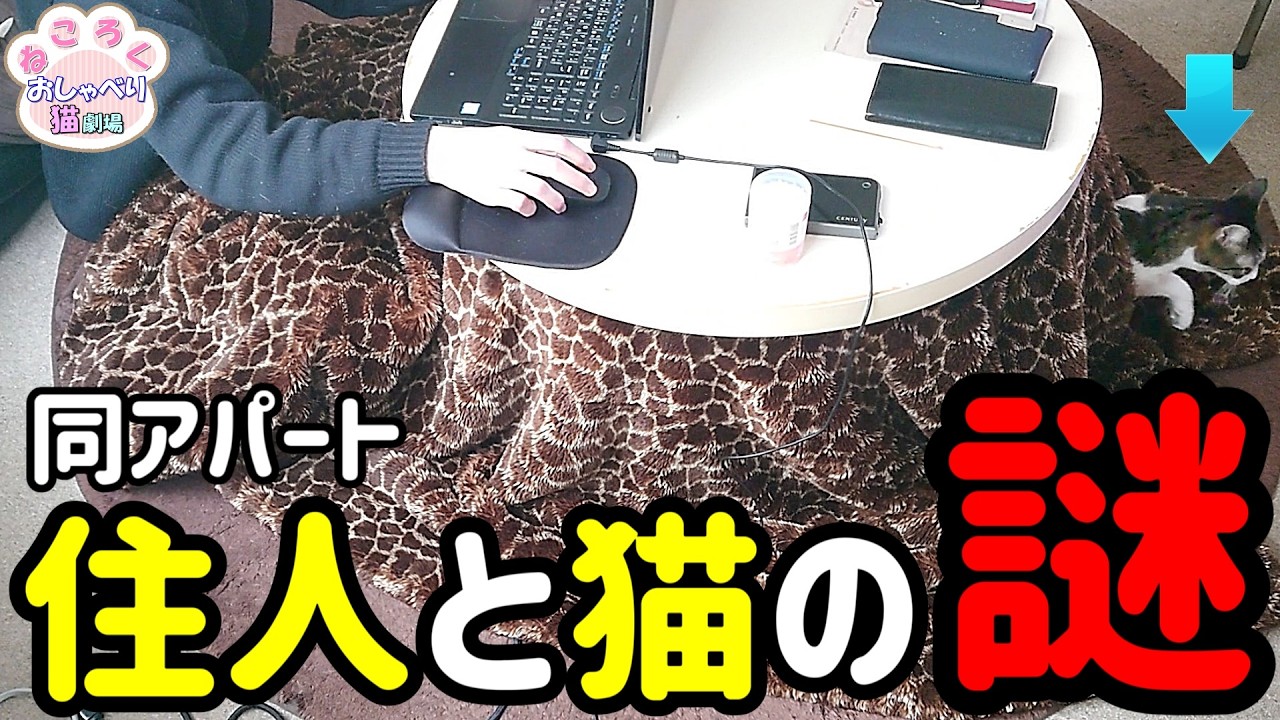 どう思う？深夜に謎の行動をする同アパート住人と猫そして我が家の膝上猫は…