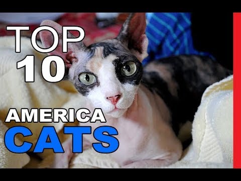 Top 10 Cat Breeds In America