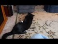 Kody The Siberian Husky Ignores The Vacume Cleaner