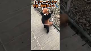 癒し効果すごすぎ…レッサーパンダの可愛い瞬間まとめ #癒し #かわいい #動物