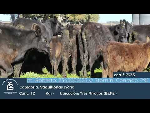 Lote VQ GENERALES CON CRÍA