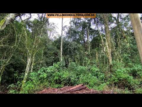 21,2 HECTARES VENDO EM DOUTOR RICARDO RIO GRANDE DO SUL 