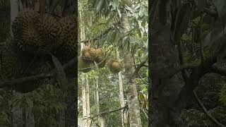 Download lagu DURIAN MONTONG ON 1 HECTARE OF LAND WITH DENSE PLANTING mp3 Download lagu DURIAN MONTONG ON 1 HECTARE OF LAND WITH DENSE PLANTING mp3