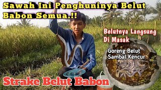 Download lagu REZEKI NOMPLOK❗MANCING BELUT DI SPOT INI DAPAT BELUT BABON | DAN LANGSUNG DI MASAK mp3